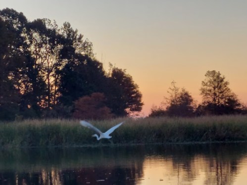 A serene sunset over a calm lake, with a white bird flying above the water and trees in the background.