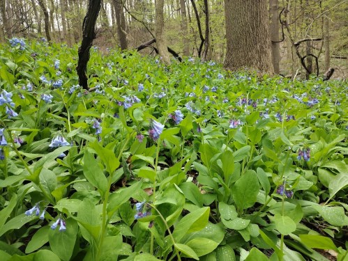 A lush forest floor covered with vibrant blue flowers and green leaves, surrounded by trees in a serene woodland setting.