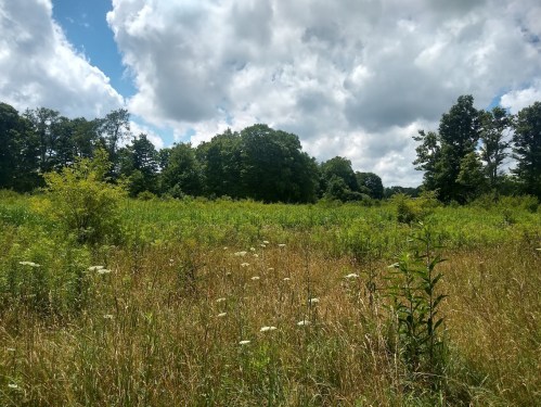 A lush green field with tall grass and wildflowers, surrounded by trees under a partly cloudy sky.