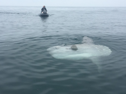 A person on a kayak approaches a large sunfish swimming near the surface of a calm ocean.