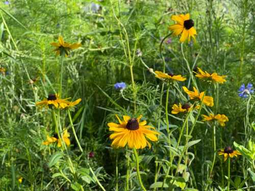 A vibrant field of yellow flowers with dark centers, surrounded by lush green foliage and a few blue blooms.