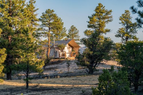 A glamping tent nestled among tall pine trees on a hillside, with a clear sky in the background.