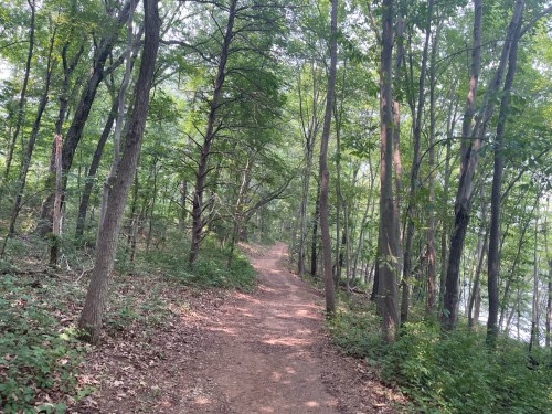 A winding dirt path through a lush green forest with tall trees and dappled sunlight.