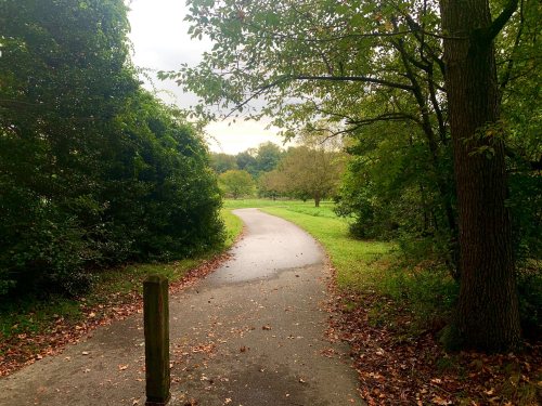 A winding path through a lush, green park, surrounded by trees and fallen leaves on the ground.