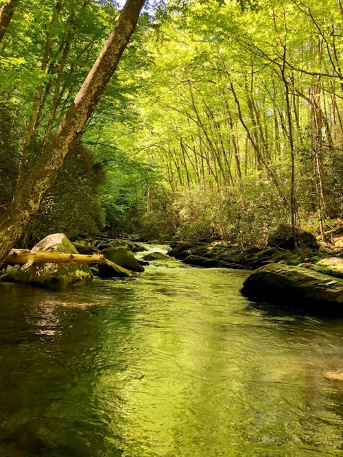 A serene stream flows through a lush, green forest, surrounded by trees and moss-covered rocks.