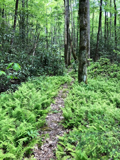 A lush forest path surrounded by vibrant green ferns and tall trees, inviting exploration in nature.