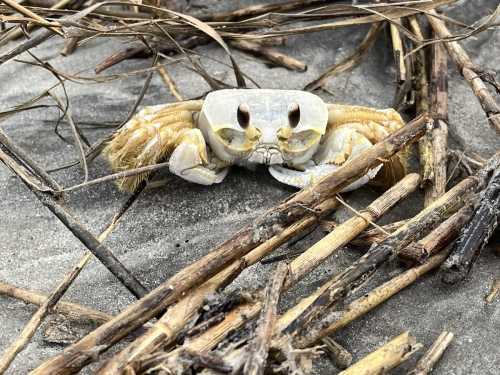 A close-up of a pale crab with large eyes, surrounded by dry grass and sand.