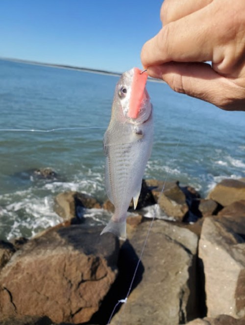 A person holds a small fish by the mouth, with a rocky shoreline and water in the background.
