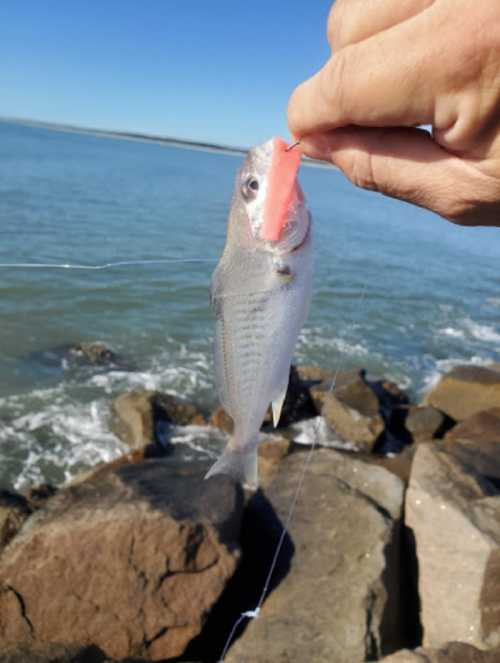 A person holds a small fish by the mouth, with a rocky shoreline and water in the background.