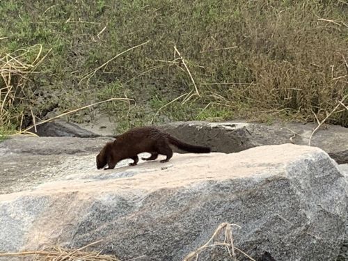 A small brown animal walks across a large rock near grassy terrain.