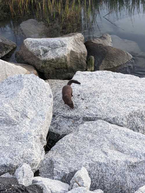 A small brown animal walks across large gray rocks near a body of water, surrounded by tall grass.