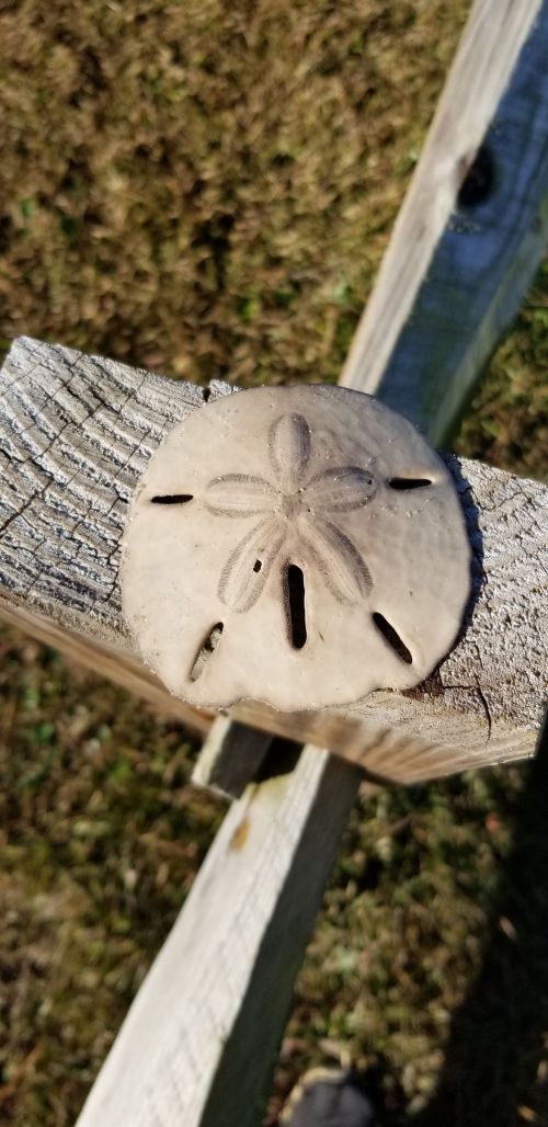 A sand dollar resting on a wooden post, showcasing its star-shaped pattern and natural texture.