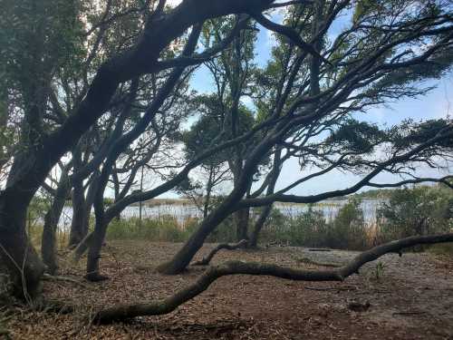 A serene landscape featuring twisted trees with a view of a calm water body in the background.