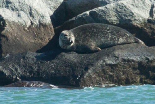 A seal resting on a rocky shore, partially submerged in water, with a calm ocean in the background.