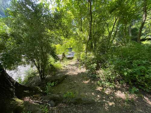 A serene forest path surrounded by lush green trees and foliage, leading to a river in the distance.