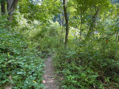 A narrow dirt path winding through a lush, green forest filled with trees and dense underbrush.