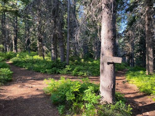 A forest scene with a signpost on a tree, indicating a fork in the trail surrounded by lush greenery.