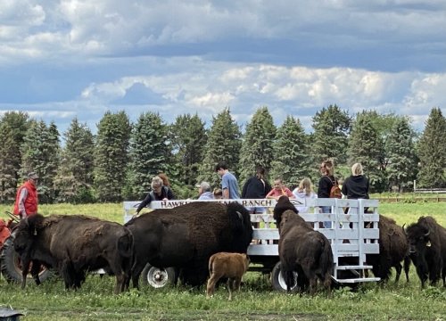 A wagon filled with people is surrounded by bison on a ranch, with trees and cloudy skies in the background.