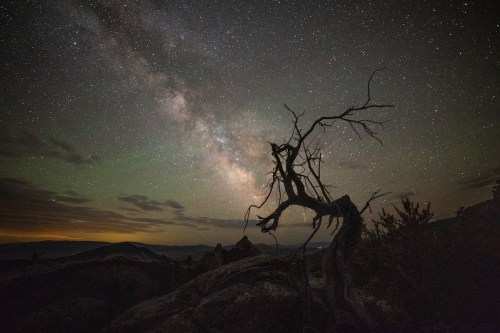 A starry night sky with the Milky Way above a silhouetted, twisted tree and rocky landscape.
