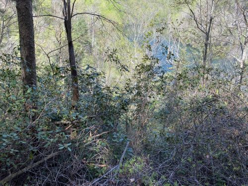 A dense thicket of greenery overlooking a serene, blue body of water in a wooded area.