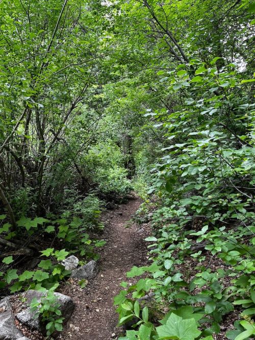 A narrow dirt path winding through dense green foliage and trees in a lush forest.