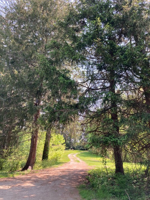 A winding dirt path through a lush green forest with tall trees on either side.