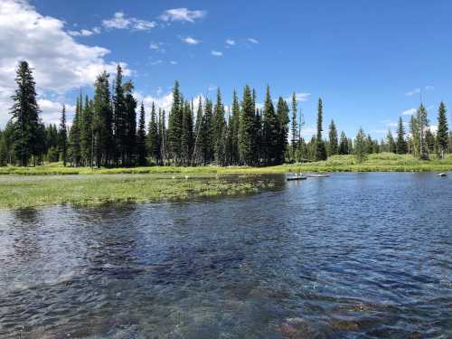 A serene lake surrounded by lush green trees under a clear blue sky, reflecting the natural beauty of the landscape.