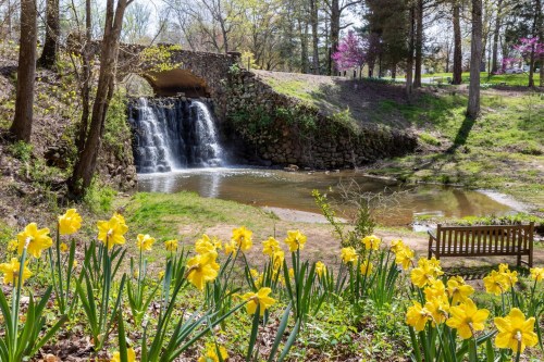 A serene scene featuring a waterfall cascading into a pond, surrounded by blooming yellow daffodils and lush greenery.