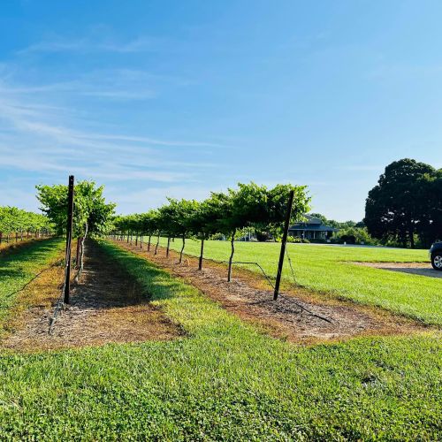 A vineyard with rows of grapevines under a clear blue sky, alongside a grassy area and a house in the background.