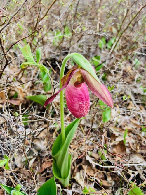 A pink orchid blooms among dry twigs and green leaves in a natural setting.