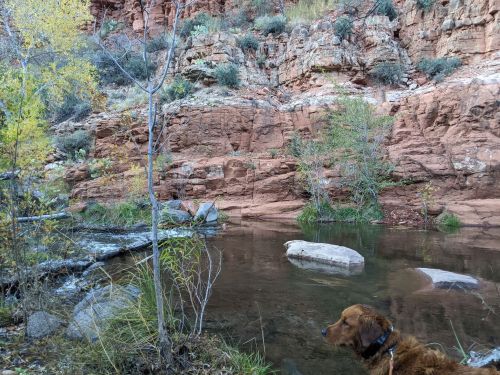 A dog sits by a calm pool of water surrounded by rocky cliffs and greenery.