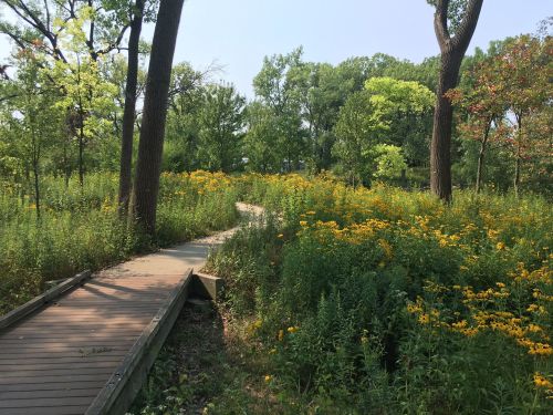 A wooden path winds through a vibrant field of yellow flowers and lush greenery under a clear blue sky.