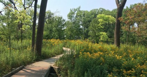 A wooden path winds through a vibrant field of yellow flowers and lush greenery under a clear blue sky.