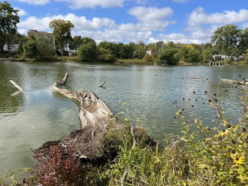 A serene lake scene with a fallen log, surrounded by greenery and trees under a partly cloudy sky.