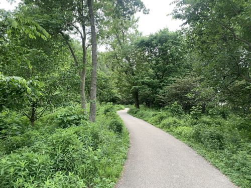 A winding path through a lush green forest, surrounded by trees and dense foliage.
