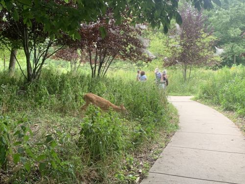 A deer grazes in a grassy area while people walk along a path in the background, surrounded by trees.