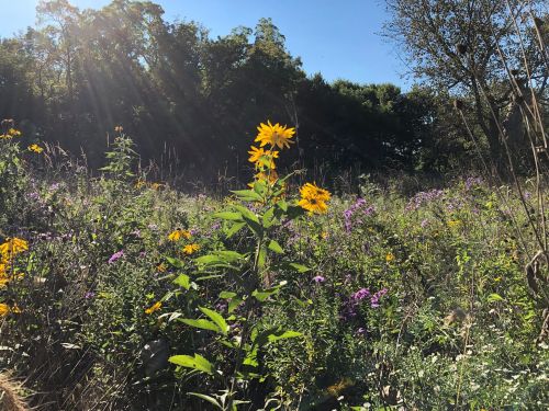 A vibrant field of wildflowers with yellow and purple blooms, illuminated by sunlight and surrounded by trees.