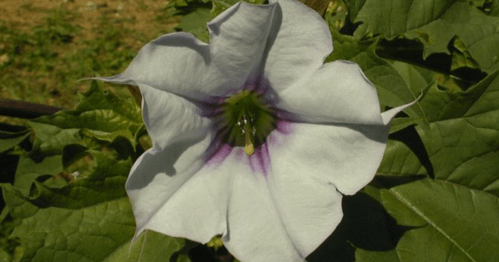 A large white flower with purple accents, surrounded by green leaves in a natural setting.