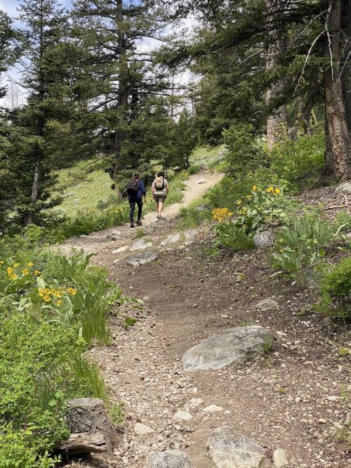 Two hikers walking along a rocky trail surrounded by greenery and wildflowers in a forested area.