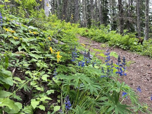A forest trail lined with vibrant wildflowers, including yellow and blue blooms, surrounded by lush greenery.