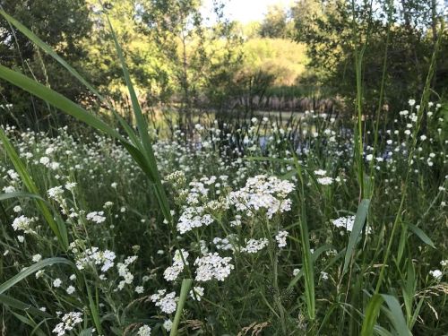 A lush green area with white wildflowers in the foreground and a serene pond surrounded by trees in the background.