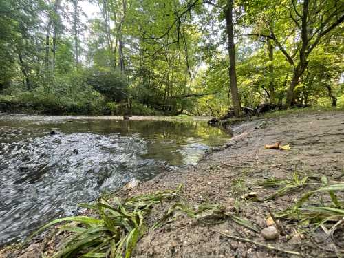 A serene forest scene with a shallow stream, surrounded by lush greenery and trees.