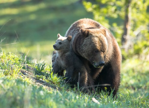 A brown bear and her cub stand together in a grassy area, surrounded by trees and soft sunlight.