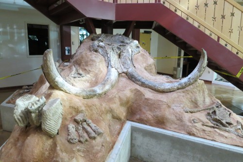 Fossilized mammoth tusks and bones displayed on a mound in a museum, with a staircase in the background.