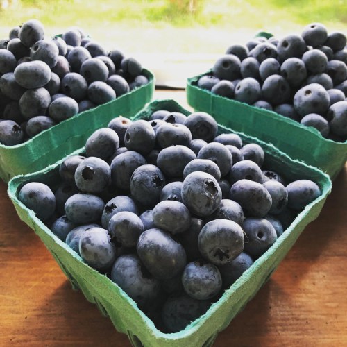 Three green containers filled with fresh blueberries, sitting on a wooden surface with a blurred background.