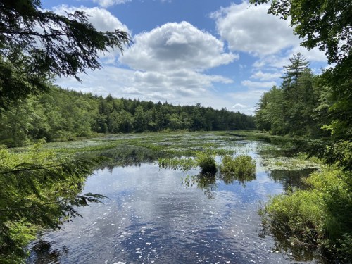 A serene wetland scene with calm water, lush greenery, and a blue sky dotted with clouds.