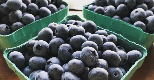Three green containers filled with fresh, plump blueberries.