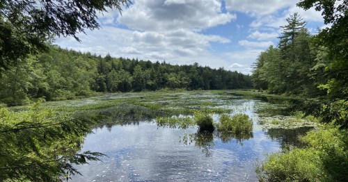 A serene wetland scene with lush greenery, calm water, and a cloudy blue sky reflecting above.