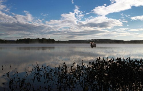 A serene lake at dawn, with mist rising and a lone moose standing in the water against a backdrop of clouds and trees.