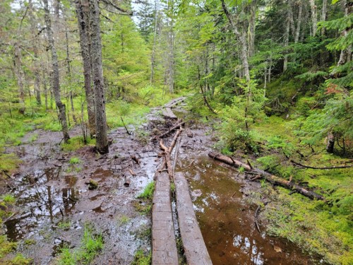 A wooden path through a lush, green forest with muddy areas and trees surrounding the trail.